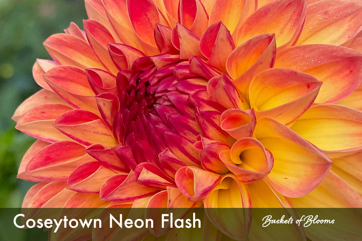 Coseytown Neon Flash — Cottage Blooms, dahlia