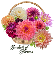 Baskets of Blooms