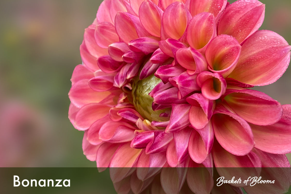 Bonanza, dahlia tuber