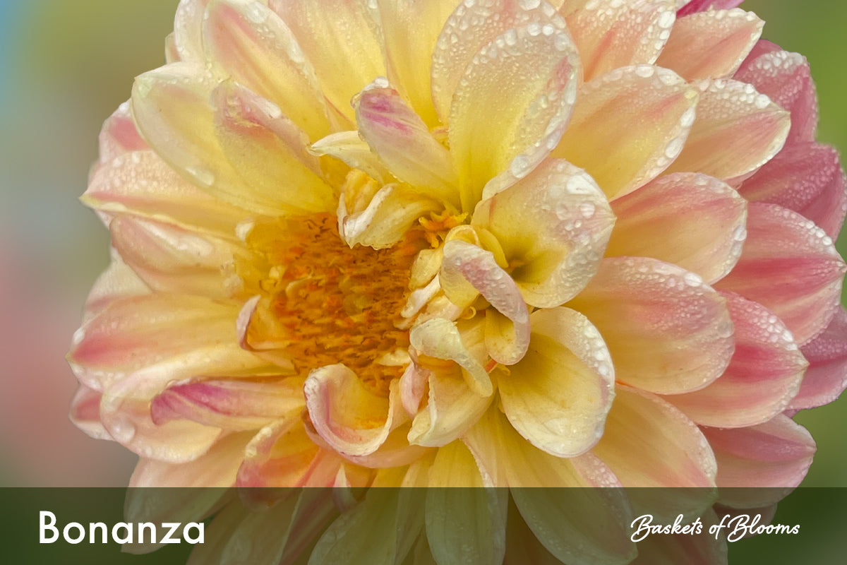 Bonanza, dahlia tuber