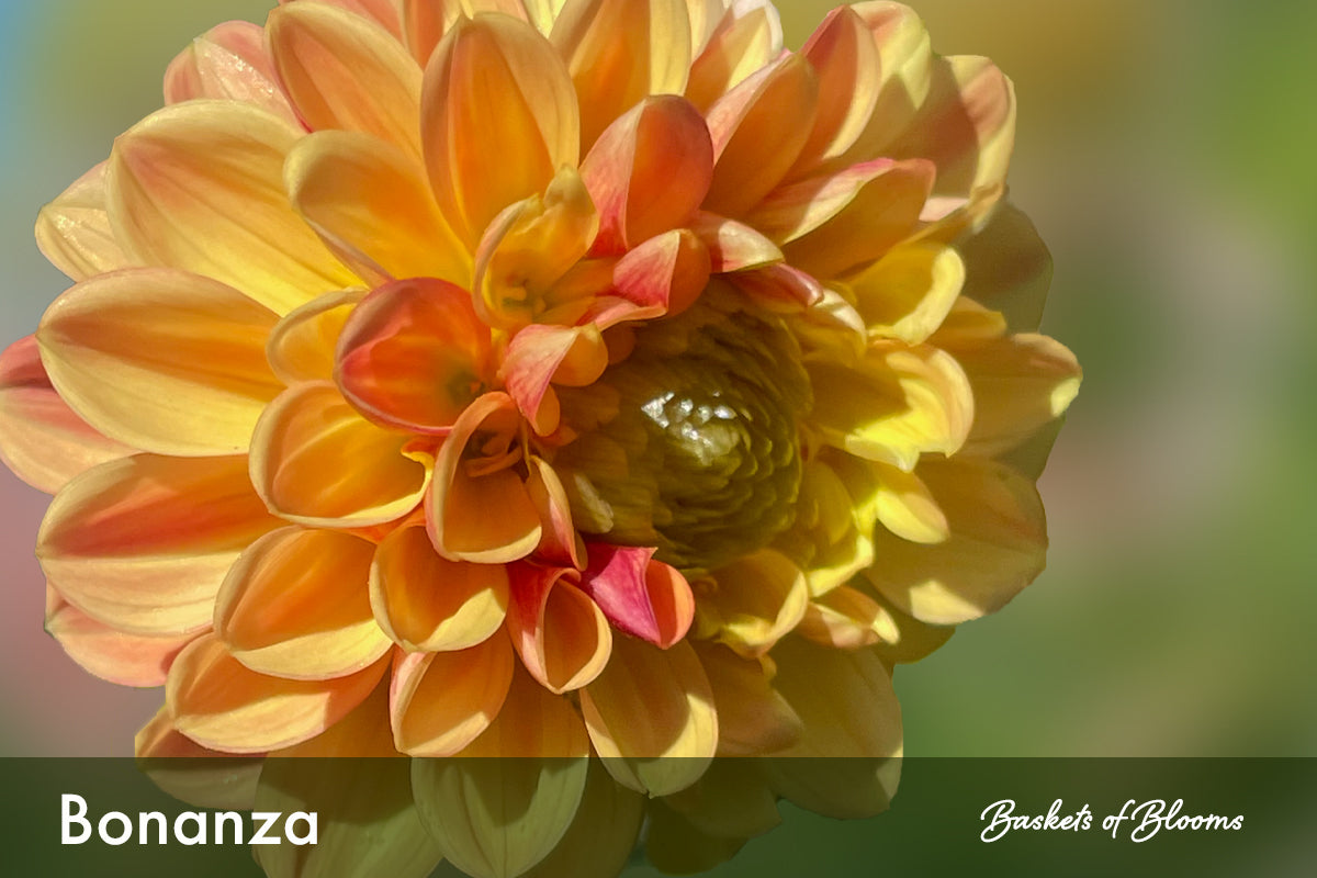 Bonanza, dahlia tuber