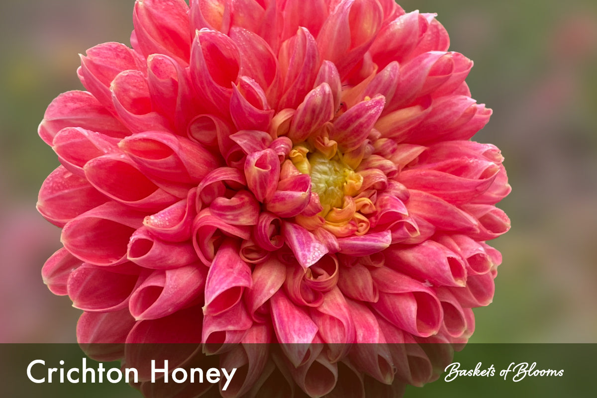 Crichton Honey, dahlia tuber