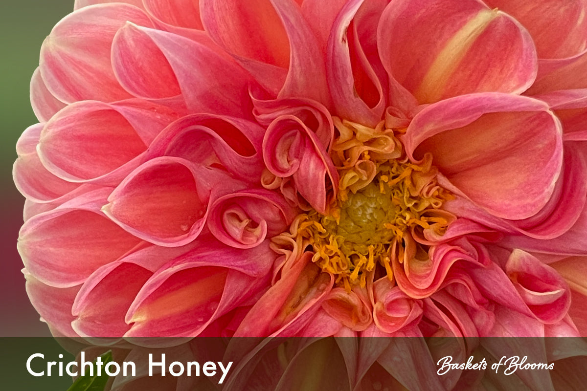 Crichton Honey, dahlia tuber