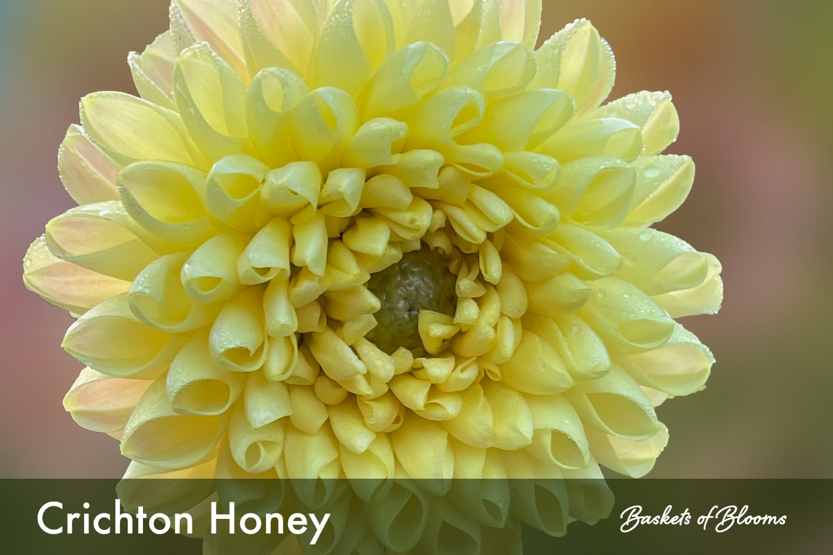 Crichton Honey, dahlia tuber