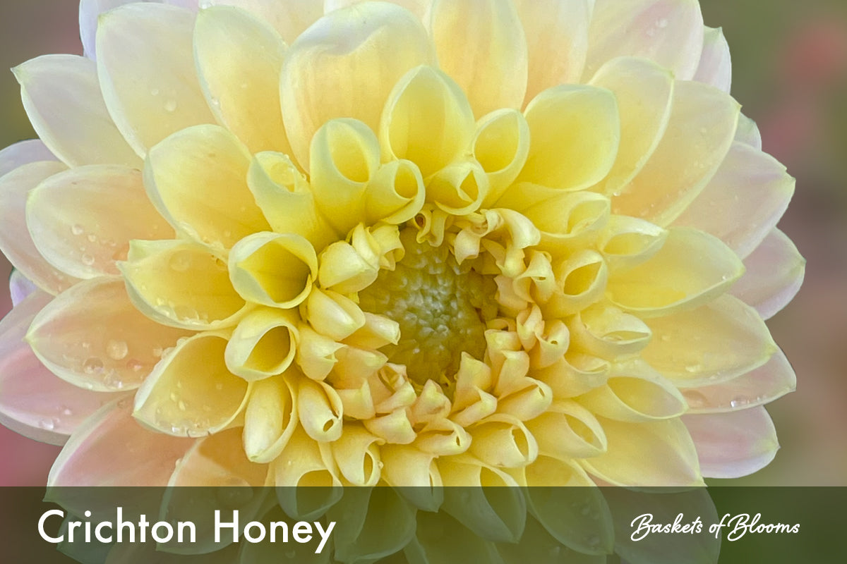 Crichton Honey, dahlia tuber