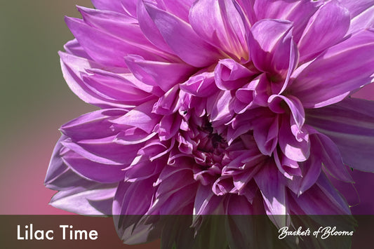 Lilac Time, dahlia tuber