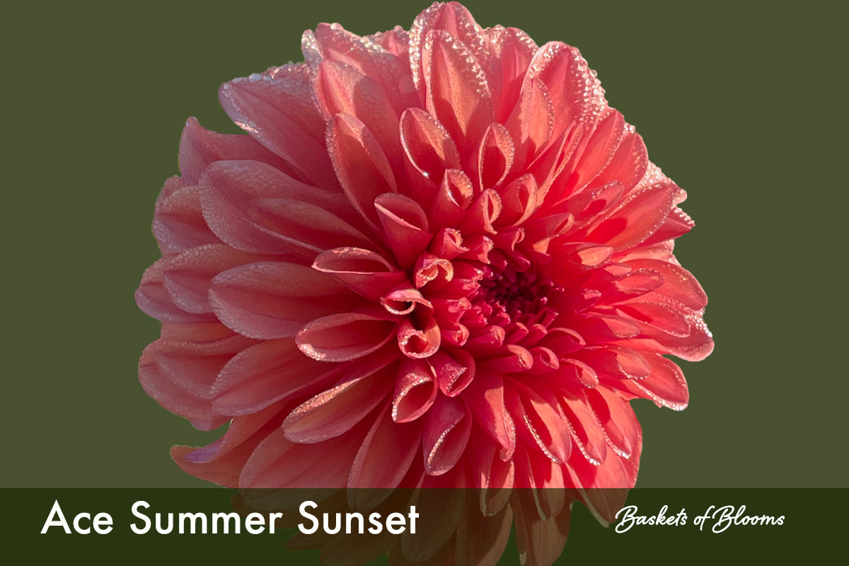 Ace Summer Sunset, dahlia tuber