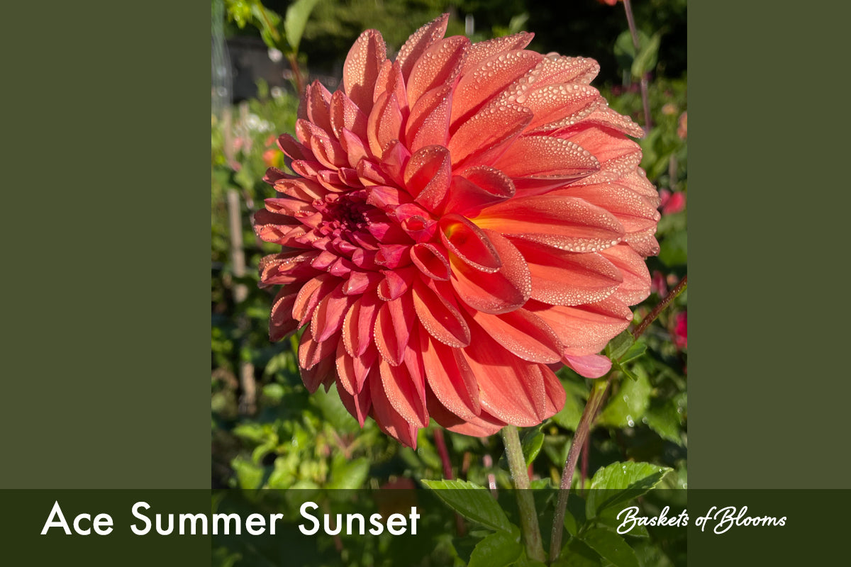 Ace Summer Sunset, dahlia tuber