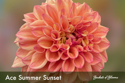 Ace Summer Sunset, dahlia tuber