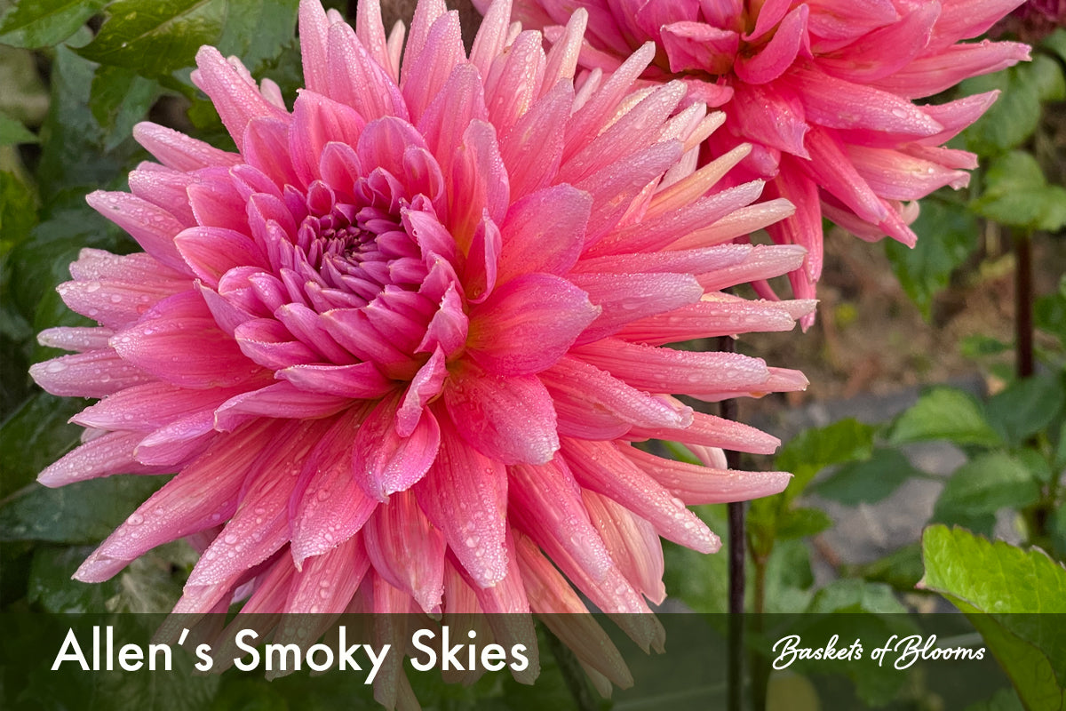 Allen's Smoky Skies, dahlia tuber