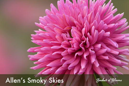 Allen's Smoky Skies, dahlia tuber