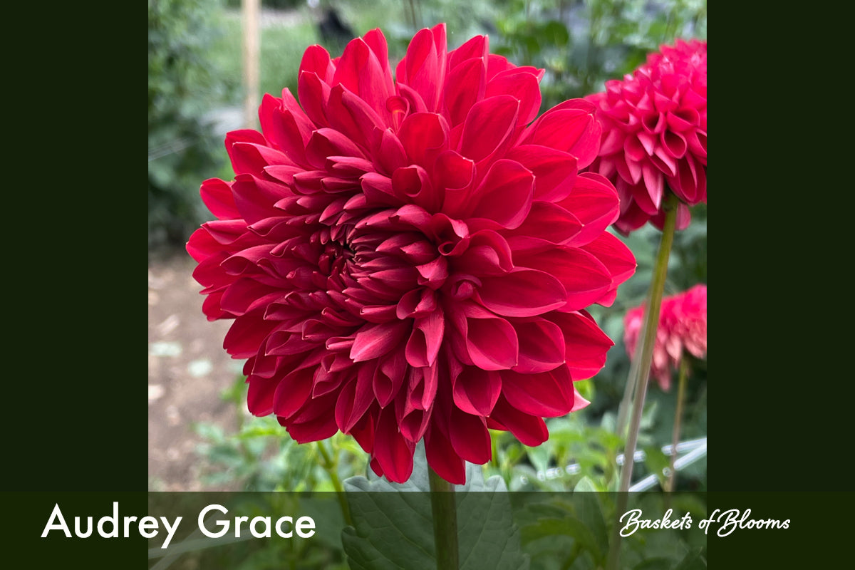 Audrey Grace, dahlia tuber