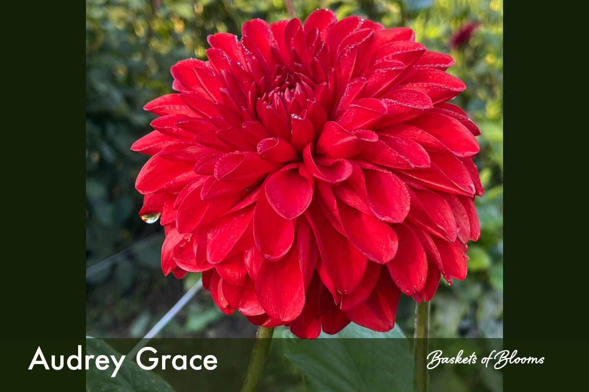 Audrey Grace, dahlia tuber