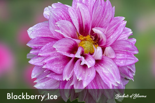 Blackberry Ice, dahlia tuber