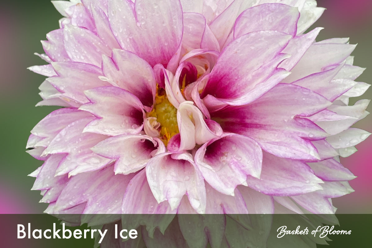 Blackberry Ice, dahlia tuber