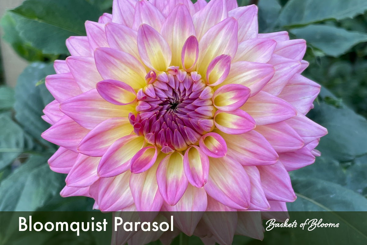 Bloomquist Parasol, dahlia tuber