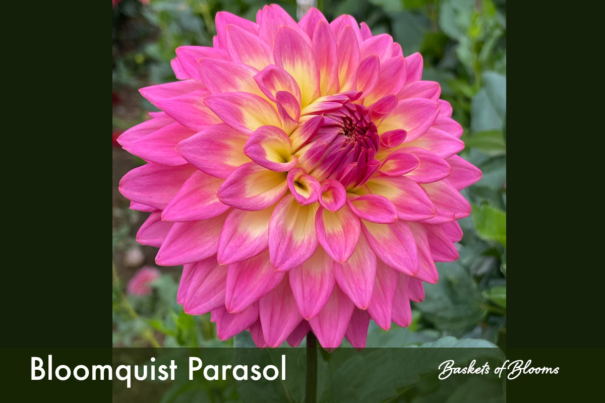 Bloomquist Parasol, dahlia tuber