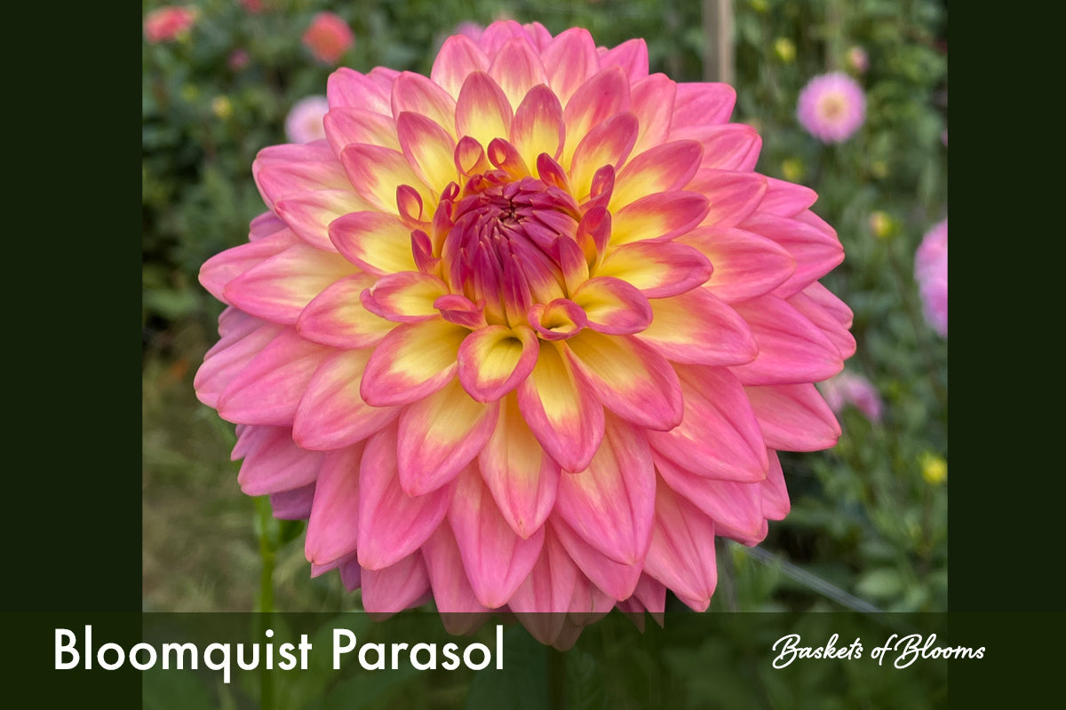 Bloomquist Parasol, dahlia tuber