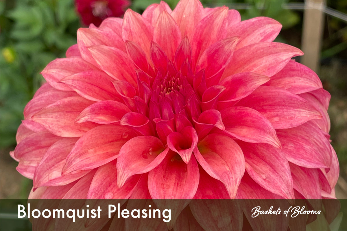Bloomquist Pleasing, dahlia tuber