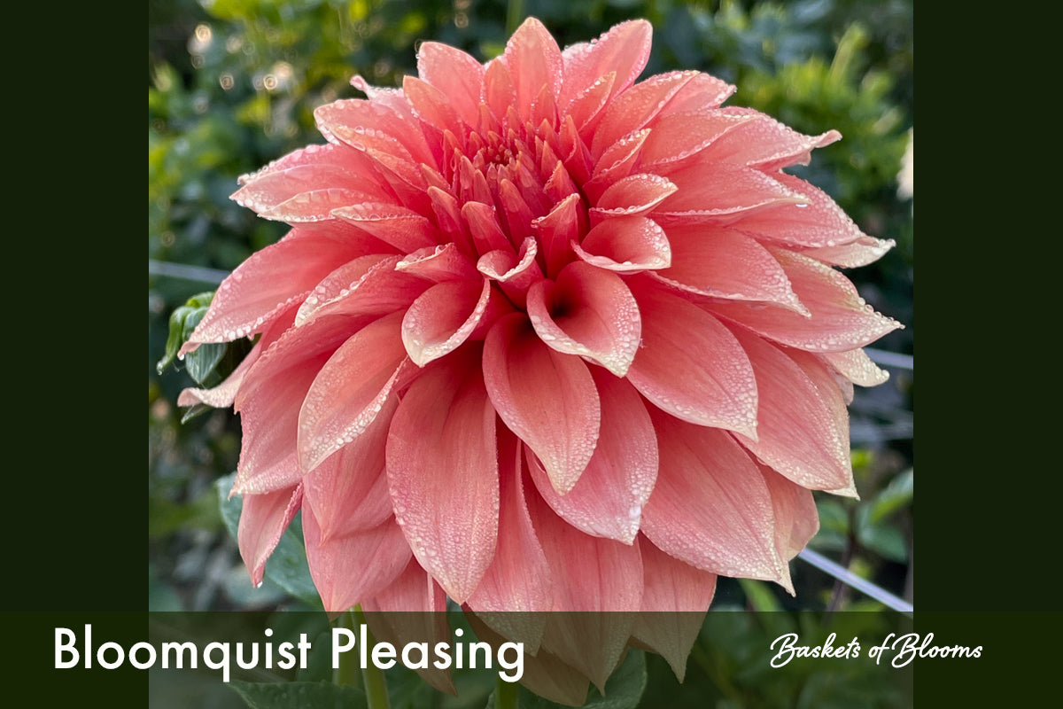 Bloomquist Pleasing, dahlia tuber