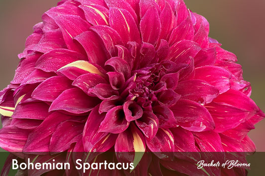 Bohemian Spartacus, dahlia tuber