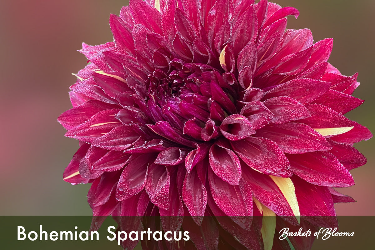 Bohemian Spartacus, dahlia tuber