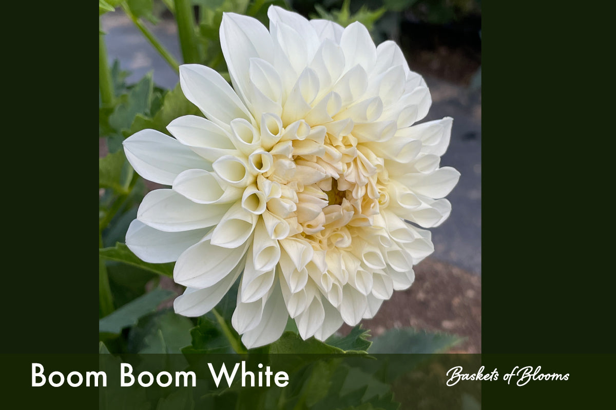 Boom Boom White, dahlia tuber