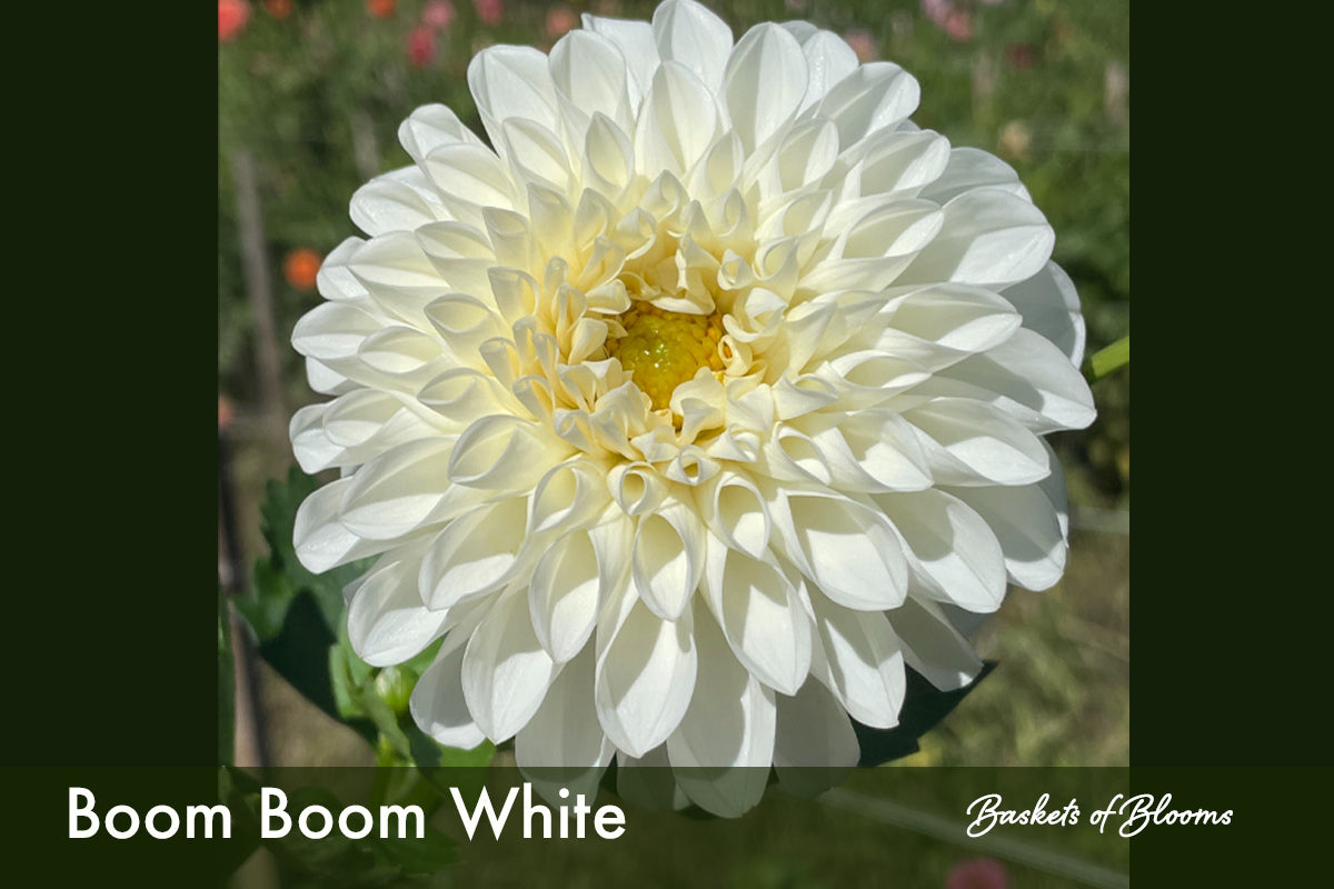 Boom Boom White, dahlia tuber