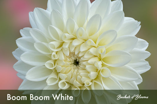 Boom Boom White, dahlia tuber