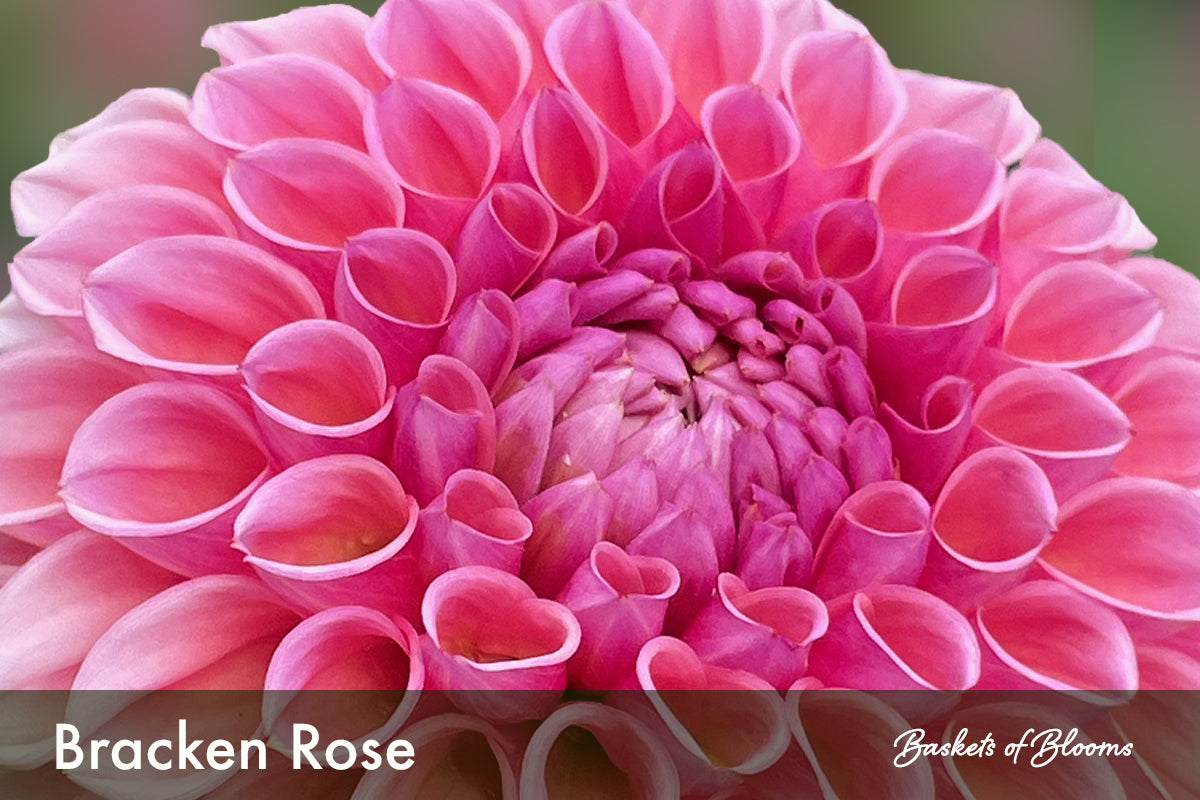 Bracken Rose, dahlia tuber