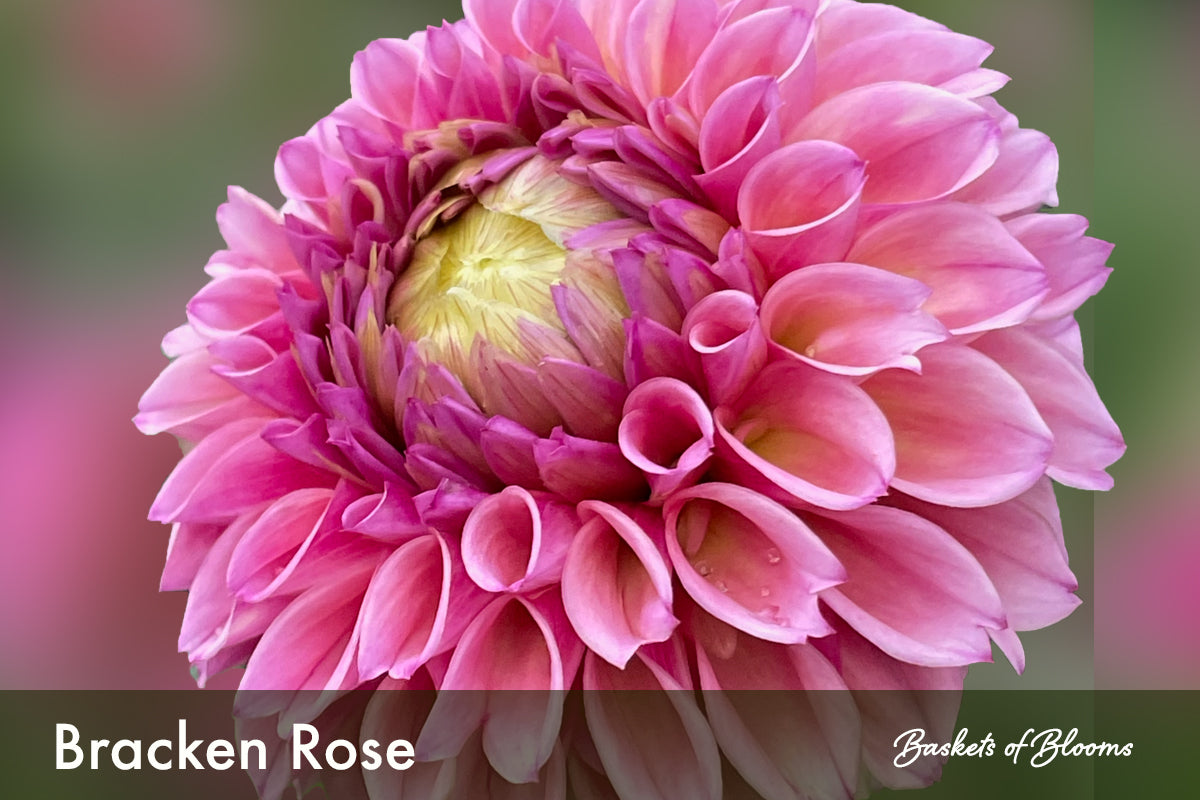 Bracken Rose, dahlia tuber