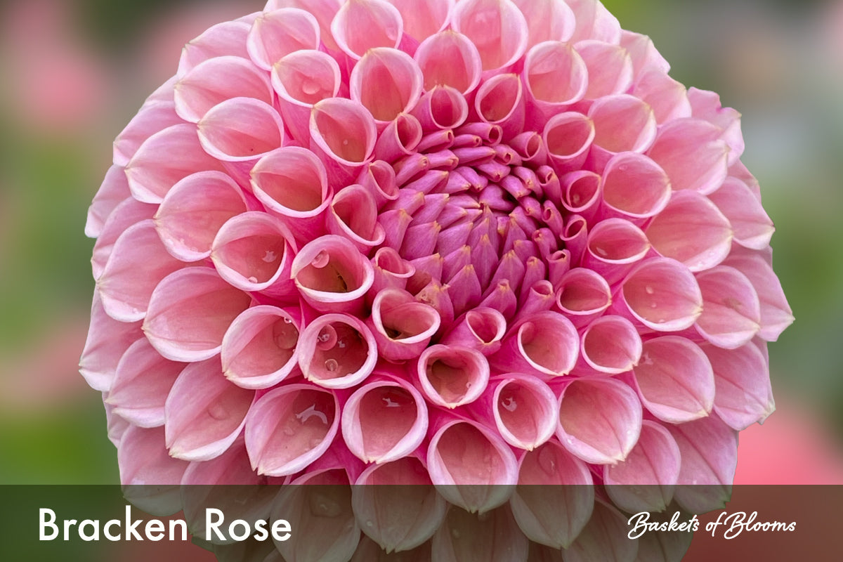 Bracken Rose, dahlia tuber