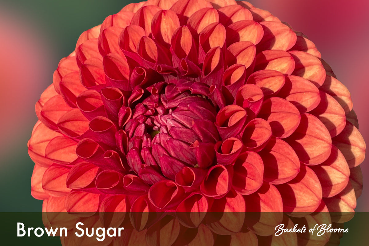 Brown Sugar, dahlia tuber