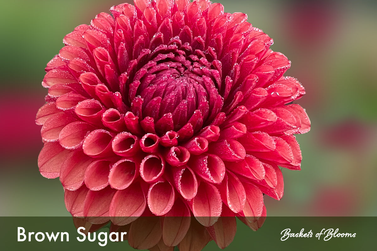 Brown Sugar, dahlia tuber