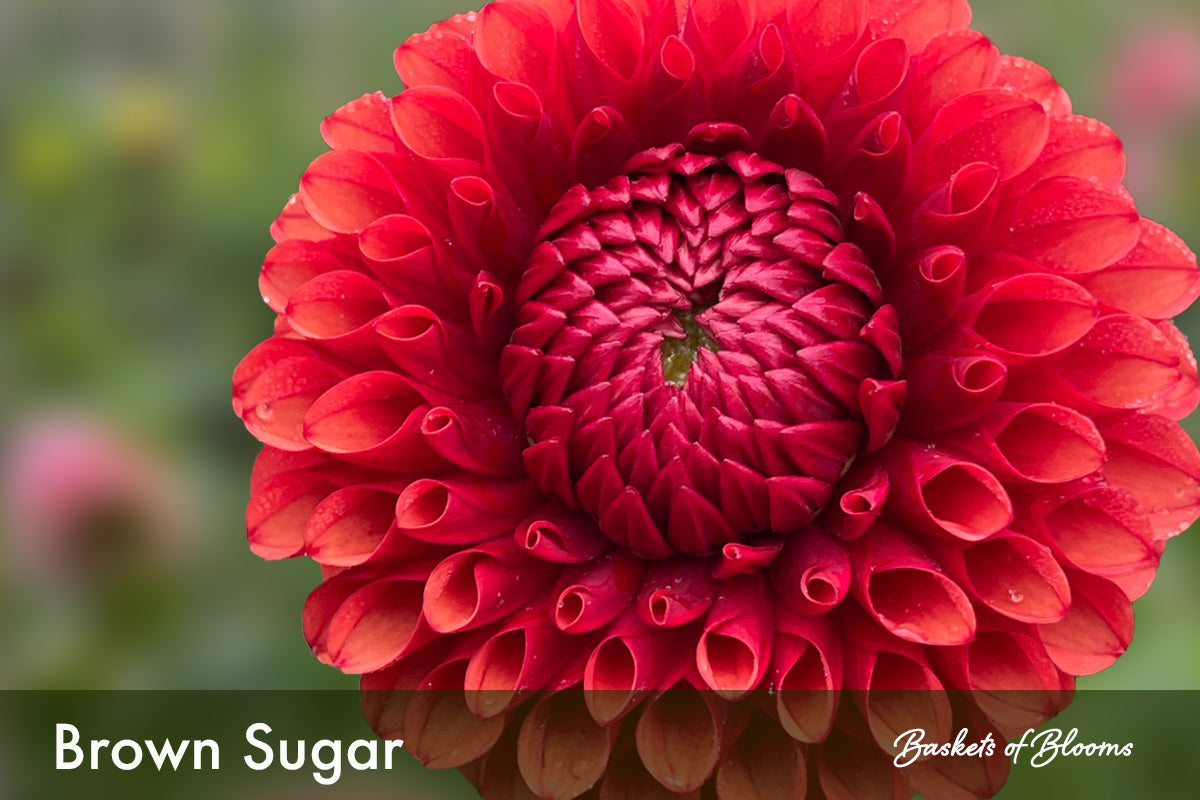 Brown Sugar, dahlia tuber