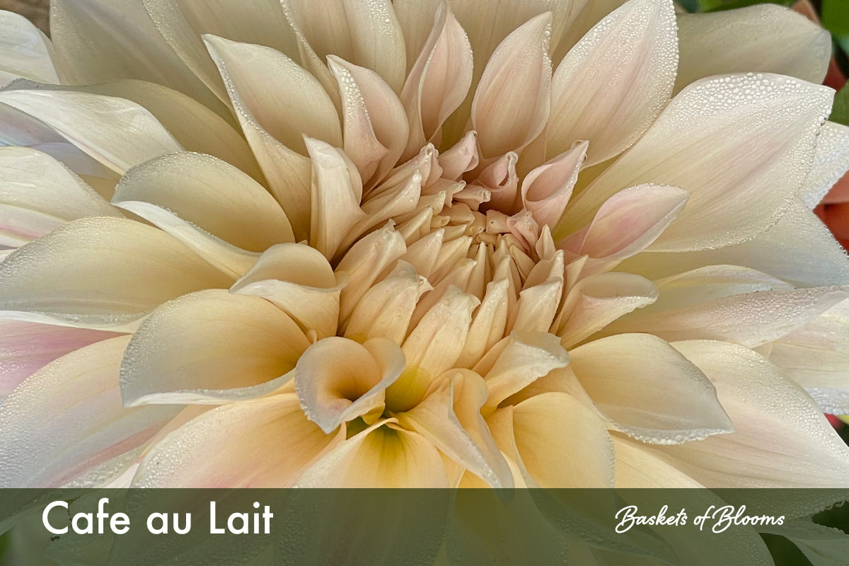 Cafe au Lait, dahlia tuber