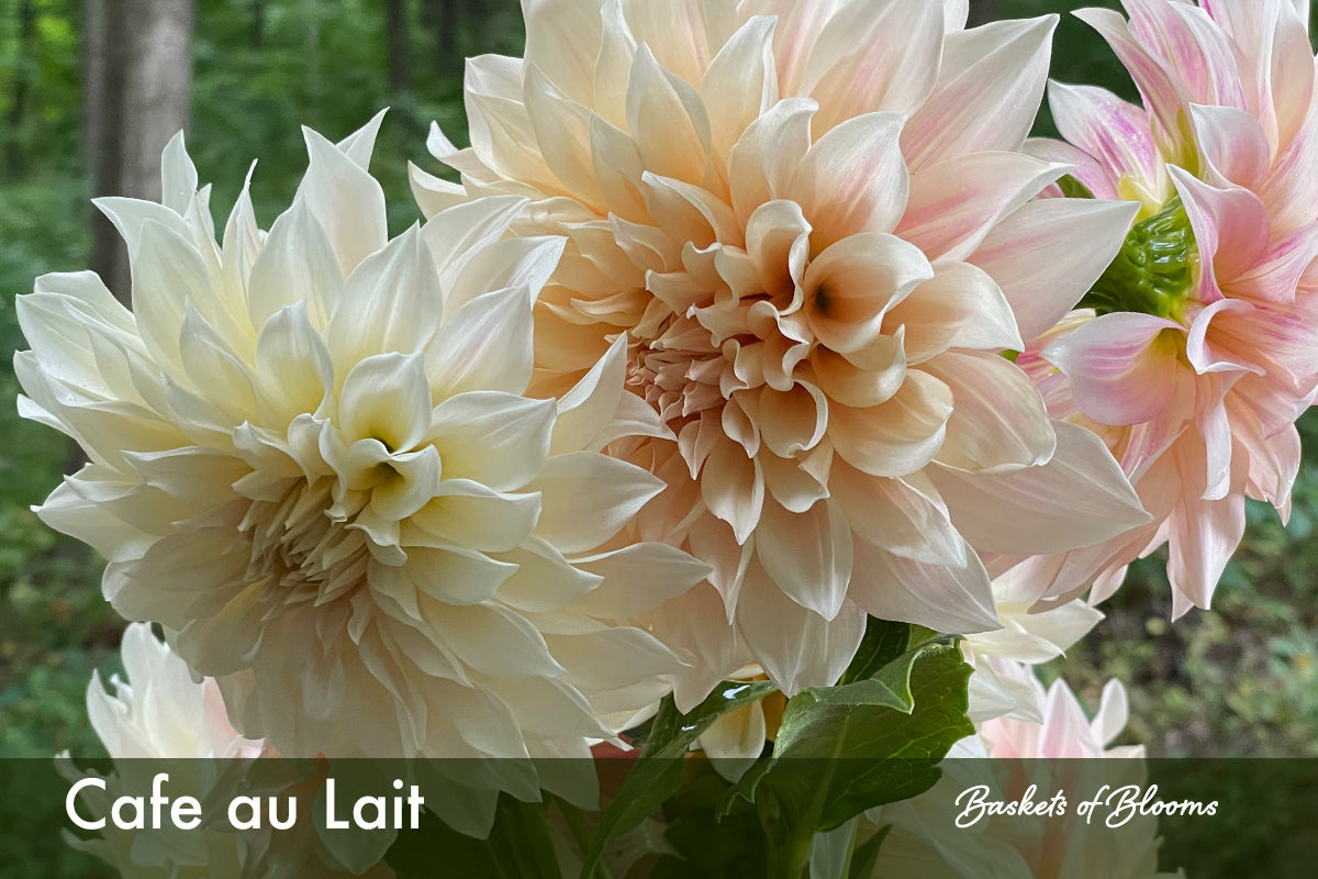 Cafe au Lait, dahlia tuber