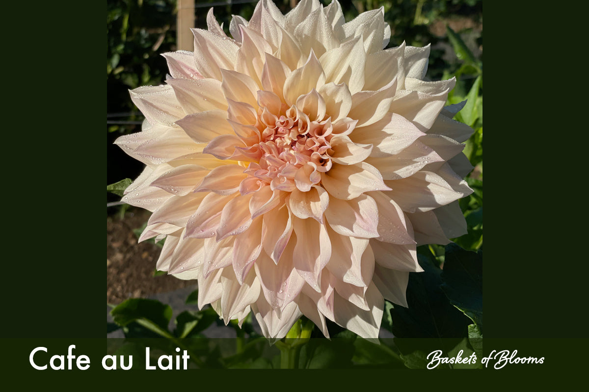 Cafe au Lait, dahlia tuber