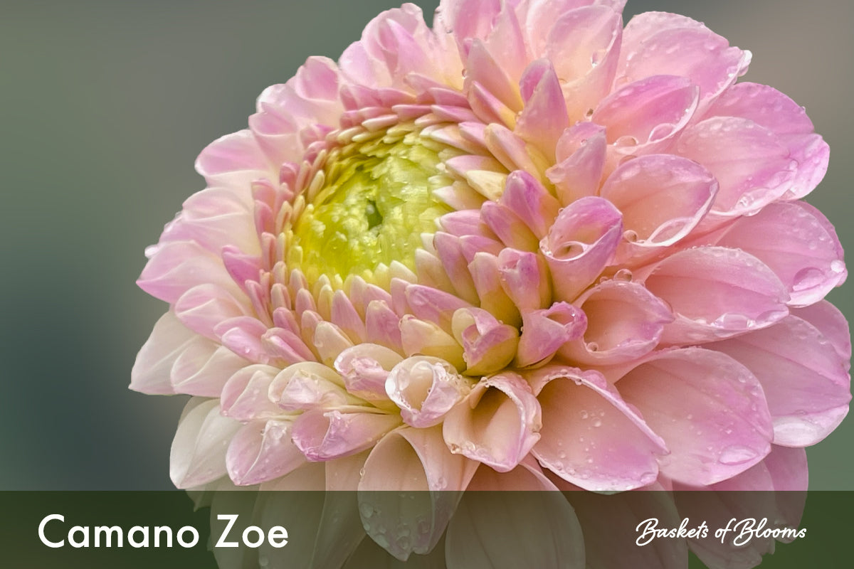 Camano Zoe, dahlia tuber