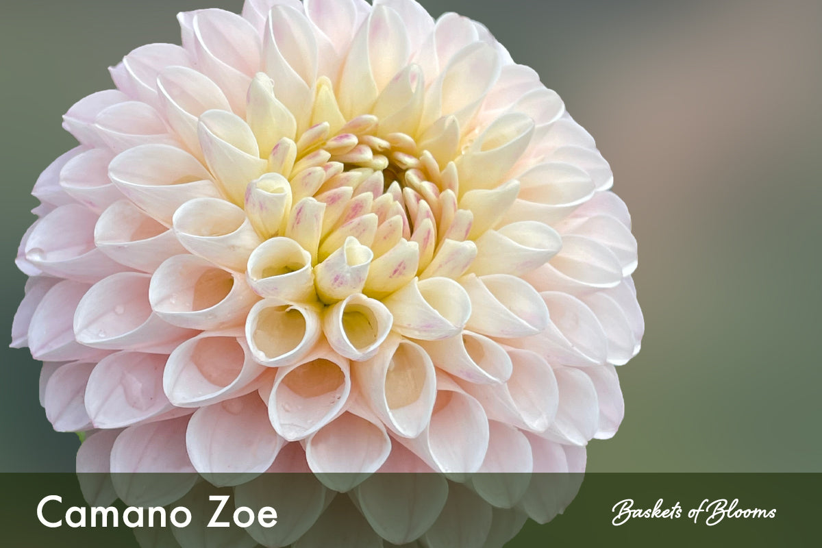 Camano Zoe, dahlia tuber