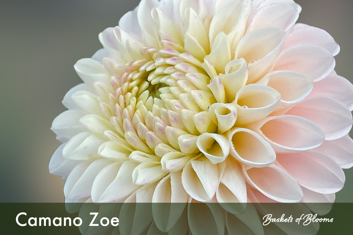 Camano Zoe, dahlia tuber