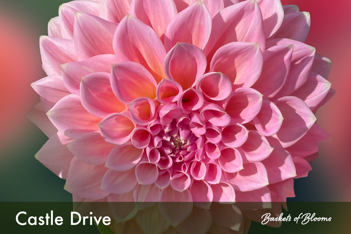 Castle Drive, dahlia tuber