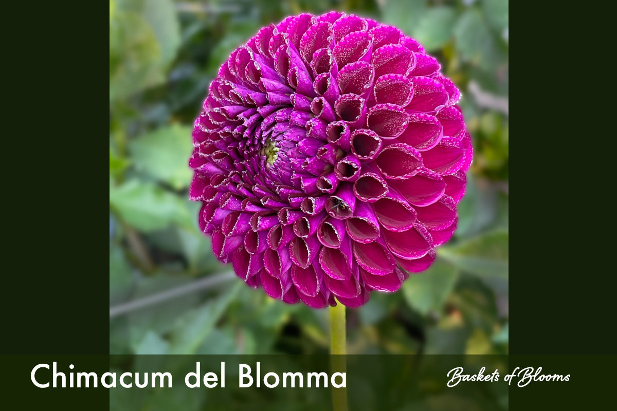 Chimacum del Blomma, dahlia tuber