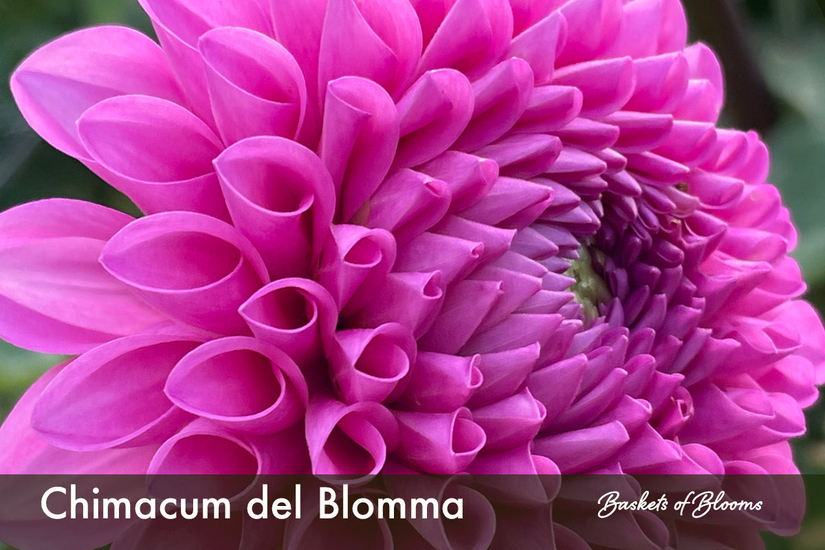 Chimacum del Blomma, dahlia tuber