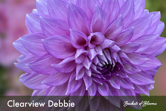 Clearview Debby, dahlia tuber
