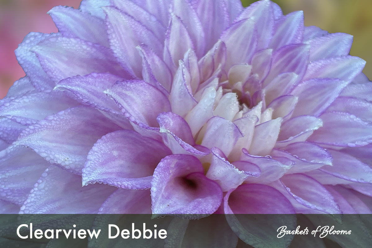 Clearview Debby, dahlia tuber