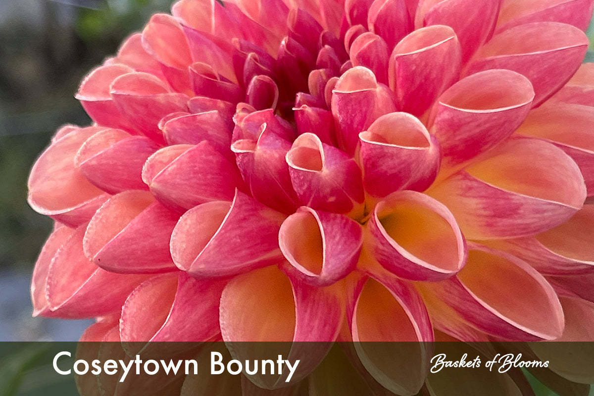 Coseytown Bounty, dahlia tuber