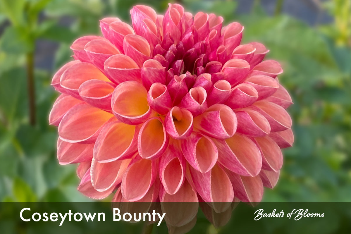 Coseytown Bounty, dahlia tuber