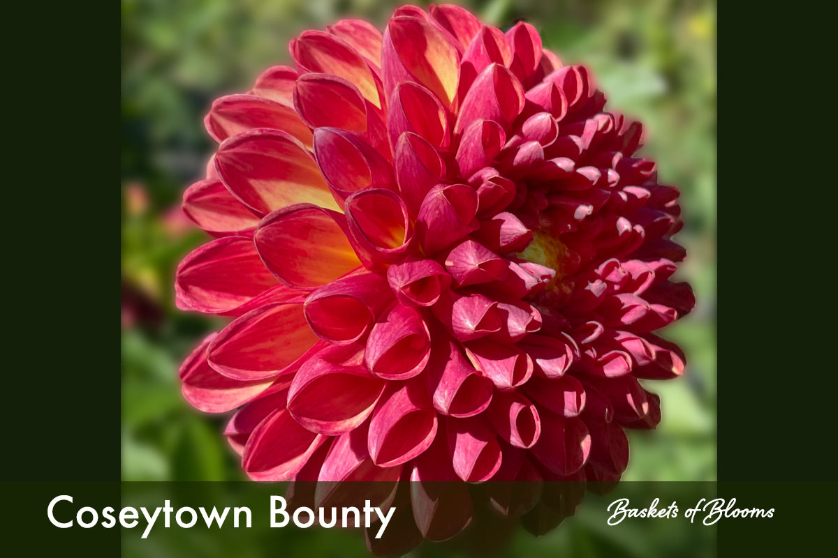 Coseytown Bounty, dahlia tuber