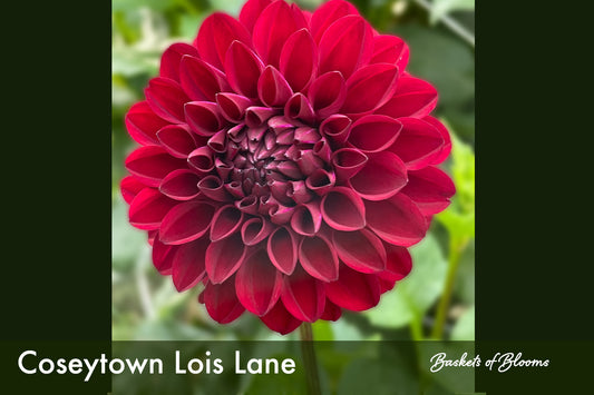 Coseytown Lois Lane, dahlia tuber